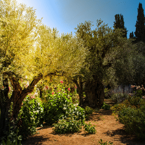 Garden of Gethsemane