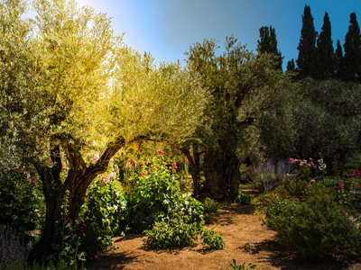 Garden of Gethsemane